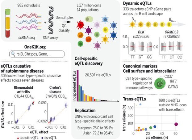 Excited to share our work on single cell eQTL mapping of OneK1K Cohort (1000 individuals 1000 cells) that’s just published in <a href="/ScienceMagazine/">Science Magazine</a>. Thanks to our amazing team <a href="/josealquicirah/">José Alquicira Hernández</a>, @WingKristof, <a href="/FairfaxKirsten/">Kirsten Fairfax</a>, <a href="/MGraceGordon/">Gracie Gordon</a>, <a href="/yimmieg/">Jimmie Ye</a>, <a href="/AlexWHewitt/">Alex Hewitt</a> and <a href="/drjosephpowell/">Joseph Powell</a>!