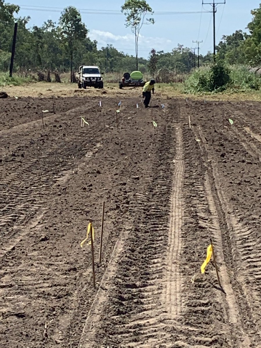 Stephen Frahm (@rdovnet_stephen) on Twitter photo Planting dual purpose peanut trails in the NT. Produce a cattle fodder crop in 45 days then peanut crop in 5 months or so. <a href="/VnetPrecisionAg/">VNET Precision Farming</a> <a href="/RDOequipmentAU/">RDO Equipment Australia</a> @ploddingnutter <a href="/CQUniAg/">CQUni Agriculture</a> <a href="/MetosANZ/">MetosANZ</a> weather station going in soon. #boiledpeanutsandbeer Planting dual purpose peanut trails in the NT. Produce a cattle fodder crop in 45 days then peanut crop in 5 months or so. <a href="/VnetPrecisionAg/">VNET Precision Farming</a> <a href="/RDOequipmentAU/">RDO Equipment Australia</a> @ploddingnutter <a href="/CQUniAg/">CQUni Agriculture</a> <a href="/MetosANZ/">MetosANZ</a> weather station going in soon. #boiledpeanutsandbeer