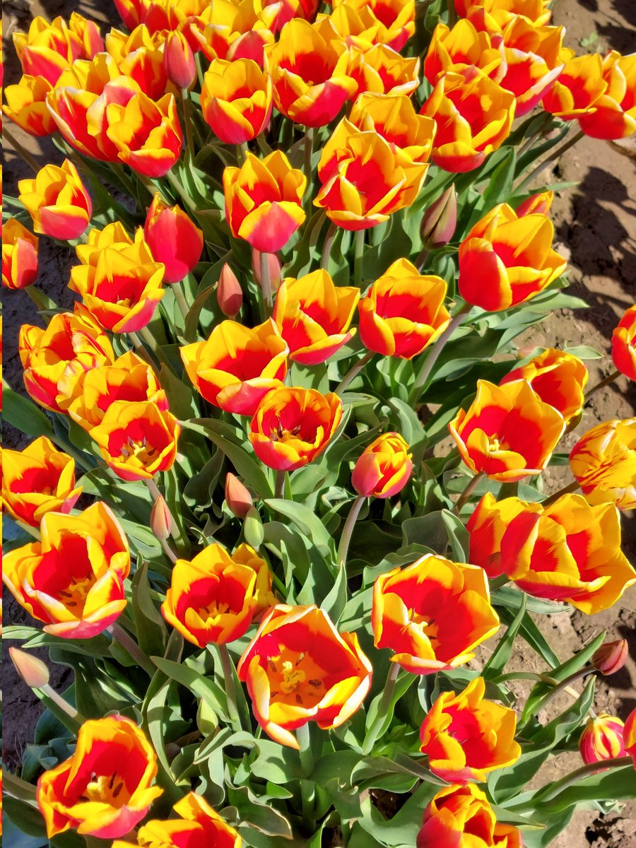 Tiptoed through the tulips at the Wooden Shoe Tulip Festival in Woodburn, Oregon.