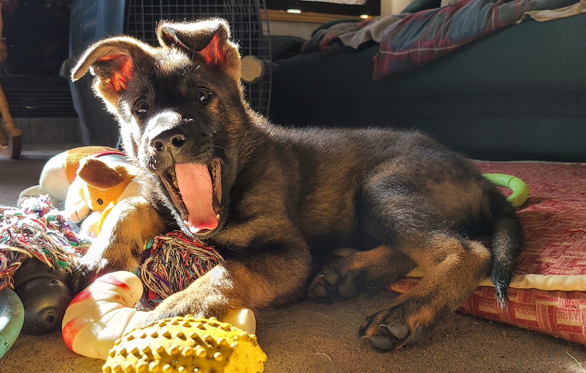 JBMEquiFarms's tweet photo. He's just way too cute 😍
#muffit #GermanShepherd #puppy https://t.co/GY6GaRm8eC