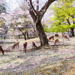 ホテル日航奈良【公式】のツイート画像