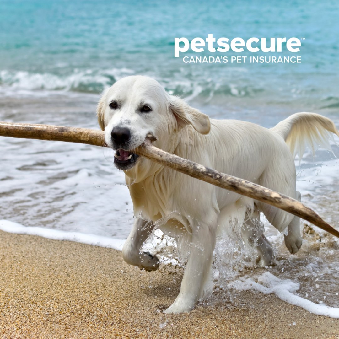WinnipegHumane's tweet photo. April is #CanineFitnessMonth. Try switching up your routine by going for a hike, playing fetch or a good game of tug. Our friends @Petsecure remind everyone that regular exercise is extremely important for your dog’s overall physical and cognitive function. #PetsecureProtected https://t.co/of1FHjlPBX
