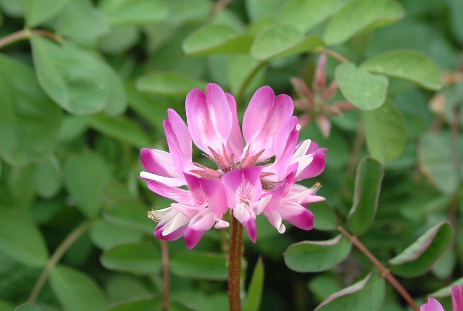 田中良一 今日の誕生花 レンゲソウ 花言葉 心がやわらぐ 22 04 08 金曜日 すてきな1日をお過ごしください レンゲソウの花言葉 心がやわらぐ は この植物に薬効があることからつけられました 4月8日生まれの人は 高いところを常に目指していて