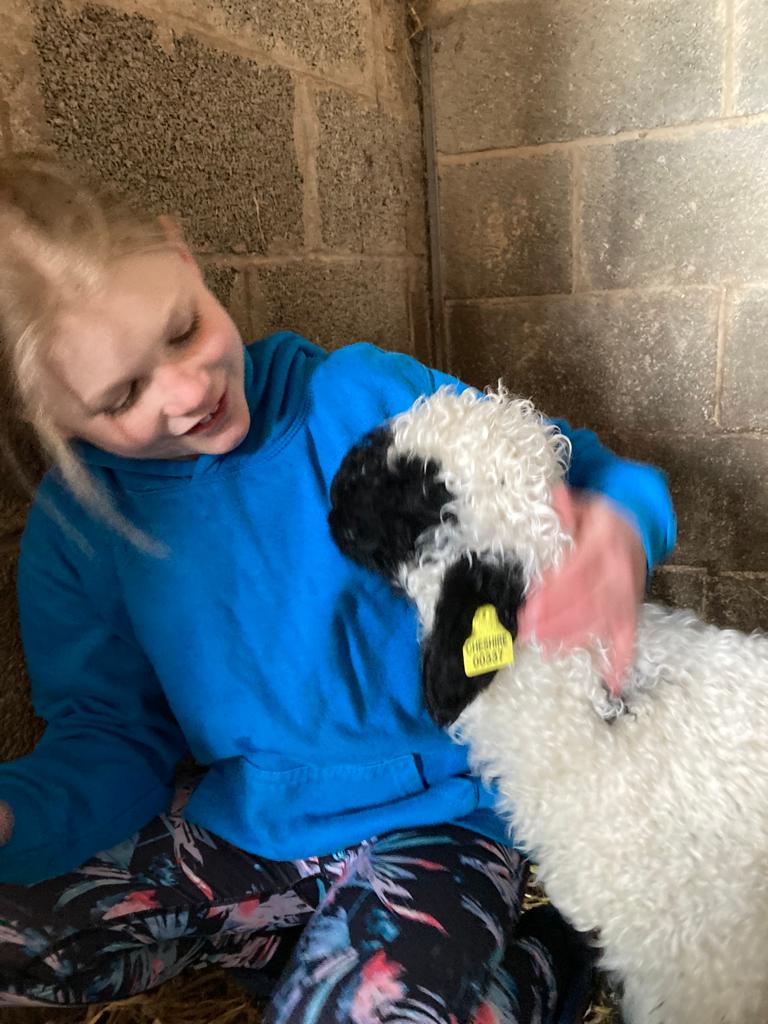 cledanvalley's tweet photo. Lamb season is upon us! No orphan lambs this year whilst we work on our projects, but visiting our friends' ones! https://t.co/2AZaTBtEOU