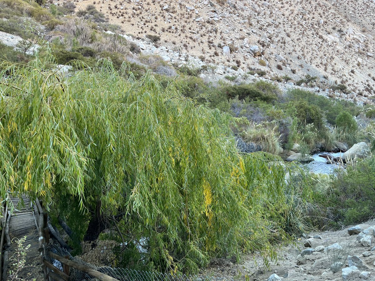 sergiogahona's tweet photo. En Valle del Elqui celebrando la  Declaratoria oficial de Santuario de la Naturaleza del Rio Cochiguaz. Gran compromiso de la Comunidad Canihuante impulsora de la protección de la Biodiversidad y el desarrollo sostenible del territorio. Seguiremos apoyando a #Paihuano y su gente. https://t.co/r5qmYBzgbs