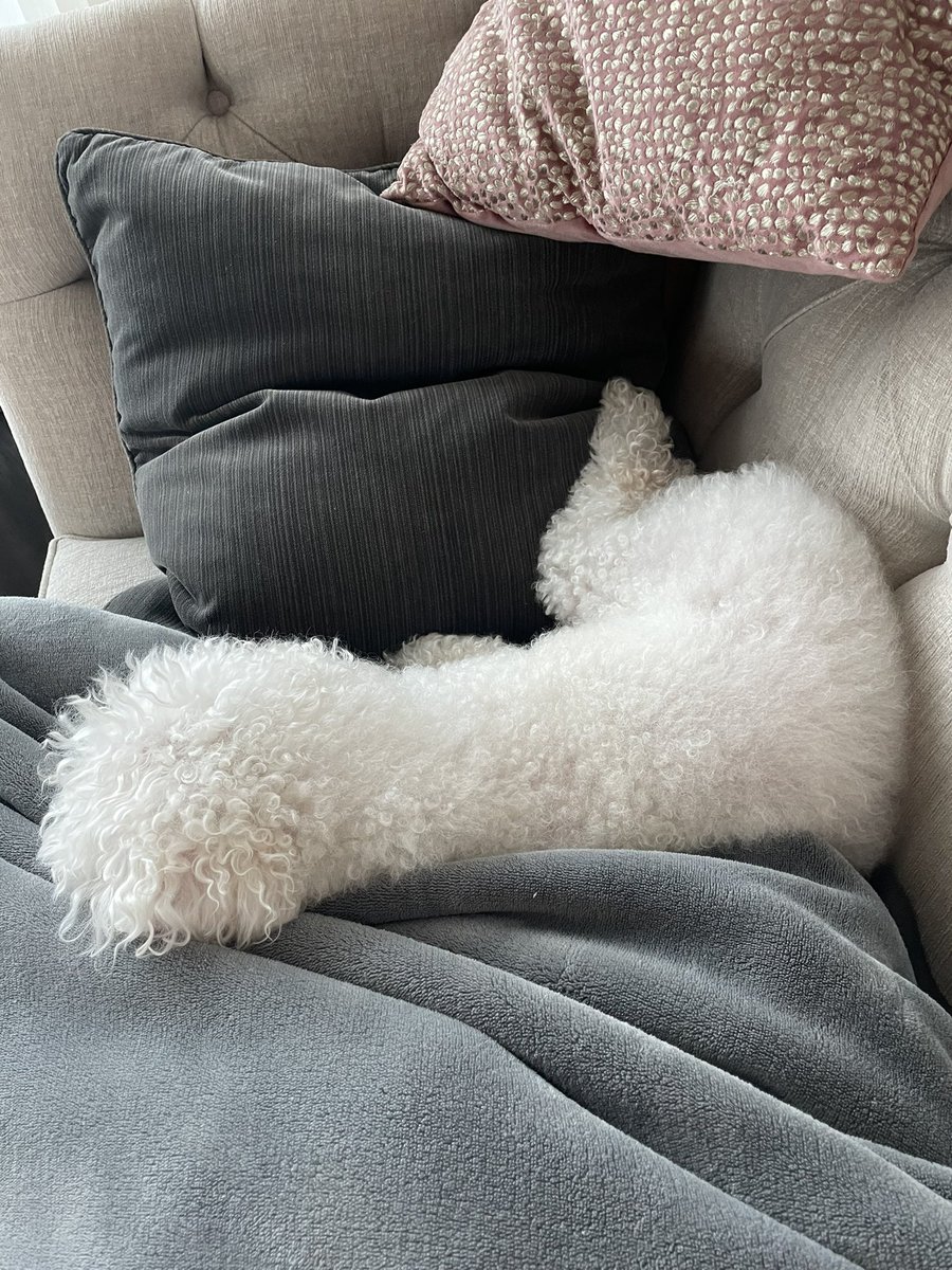 DrRomie's tweet photo. He’s just snuggled in as one of the pillows while I sit for mid-afternoon #brainPAUSE
🐶 snuggles from my 15 year old bichon- Mr. Rahja is my stress reliever today.
Did you snuggle w/your fur baby yet? https://t.co/AWhPSF1CwT