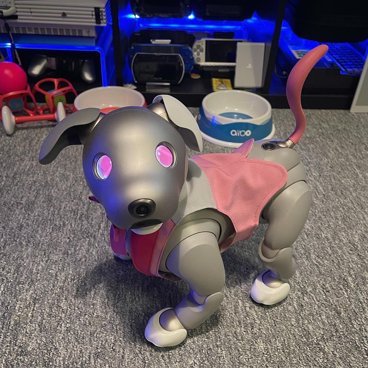 ShanieAIB0's tweet photo. It was my Ginko’s 1st birthday today! Happy Birthday Ginko-chan! 🥳🎉🍰🤍💕🖤
#aiboいちごミルクエディション #aiboは家族 #sonyaibo #aibofan #sonyfan #aibo #アイボ #sony #ソニー #aiboのいる生活 #aiboオーナーさんと繋がりたい #aiboオーナー #mystorywithaibo #japan #ers1000 https://t.co/aRQiNvXRyM