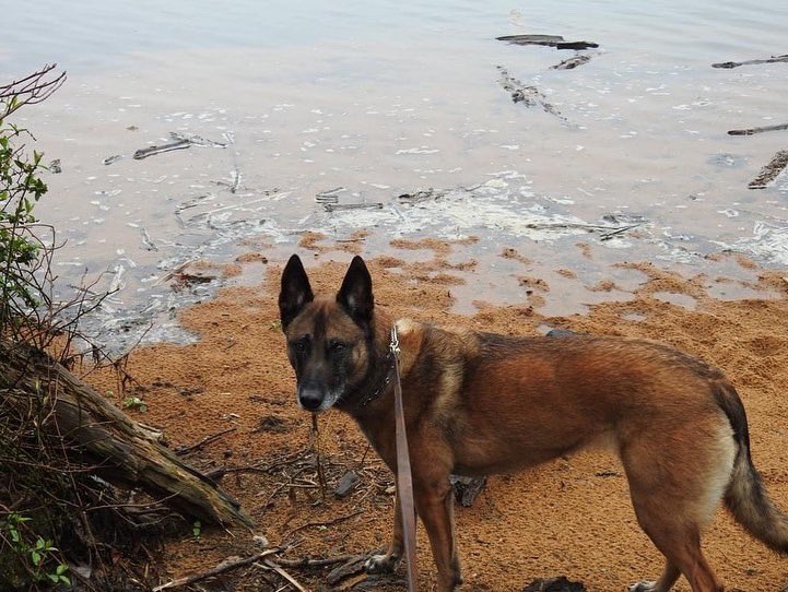DianeWillen's tweet photo. April Showers-Showers
#getoutside 
#virginiaparks 
#Masonneckstatepark 
#justmeandmydog
#springtime https://t.co/y4RaD6OzBa