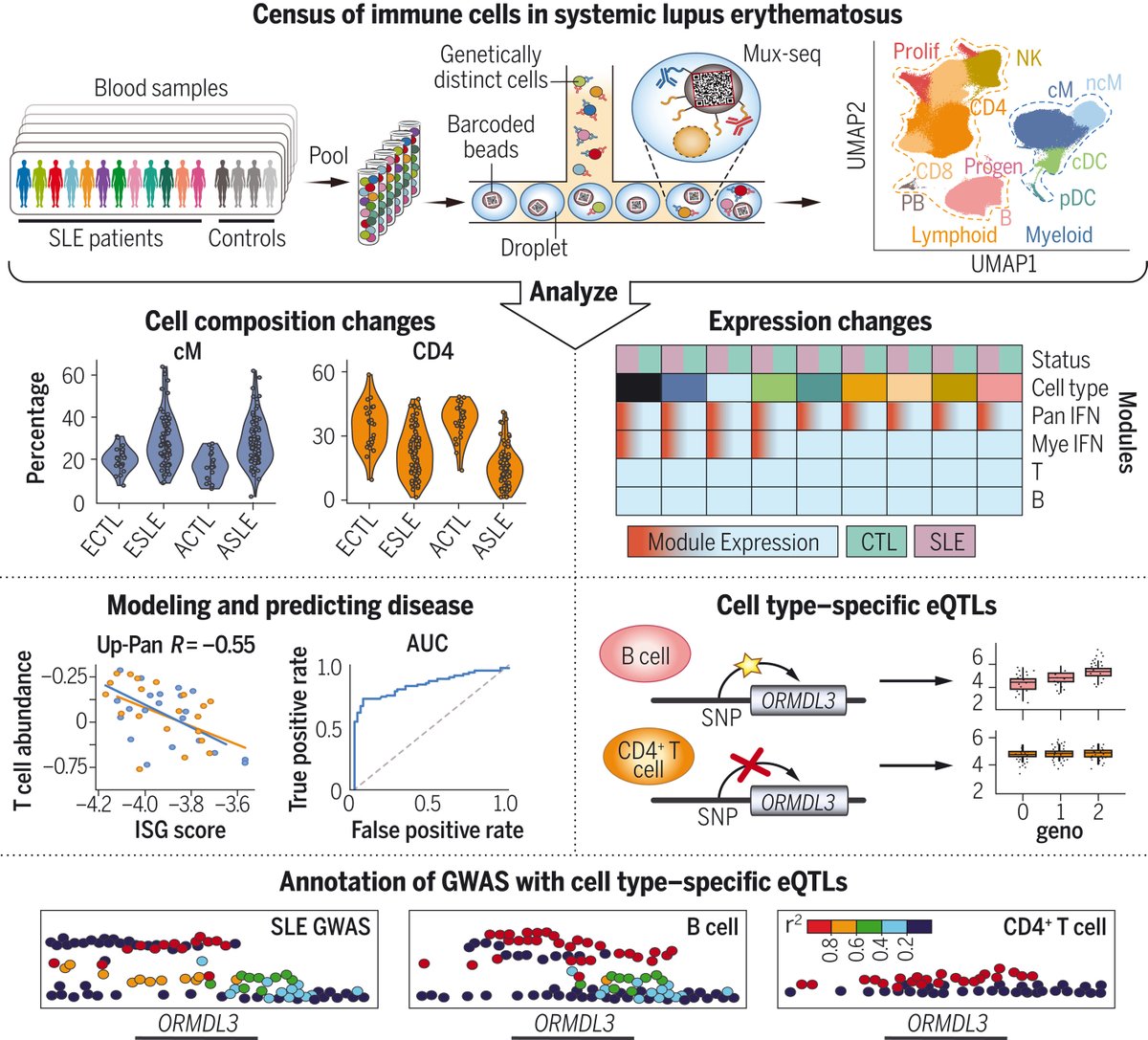 Jimmie Ye (@yimmieg) on Twitter photo In 2018, we developed mux-seq and demuxlet to enable population-scale single-cell sequencing. Today, excited to share our paper in <a href="/ScienceMagazine/">Science Magazine</a> where we deployed mux-seq to profile 1.2M immune cells from 162 lupus patients and 99 healthy controls: science.org/doi/full/10.11…. 1/n In 2018, we developed mux-seq and demuxlet to enable population-scale single-cell sequencing. Today, excited to share our paper in <a href="/ScienceMagazine/">Science Magazine</a> where we deployed mux-seq to profile 1.2M immune cells from 162 lupus patients and 99 healthy controls: science.org/doi/full/10.11…. 1/n