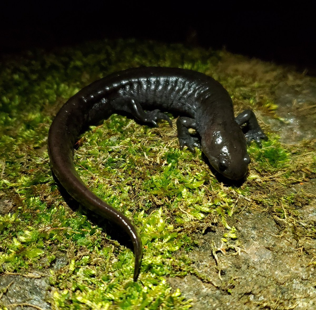 Since 2015 we have been studying Canada's only population of Small-mouthed #salamanders and the other salamanders they live alongside. This was the first time since 2019 that we were able to return during the breeding season to collect more data (due to COVID restrictions).
