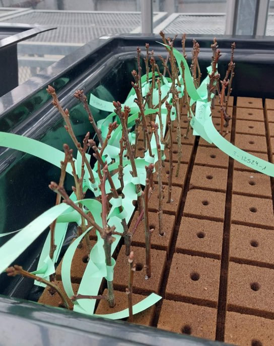 Team efforts!😃<a href="/LyneTouchette/">Lyne Touchette</a> <a href="/MauditChablis/">Marine Duperat</a> #LisaTischenko #EricDussault 
Forcing #budbreak to get #DNA asap from leaves #Quercus rubra #populationgenetics #traceability Lisa’s PhD project @IPorth @cflscf