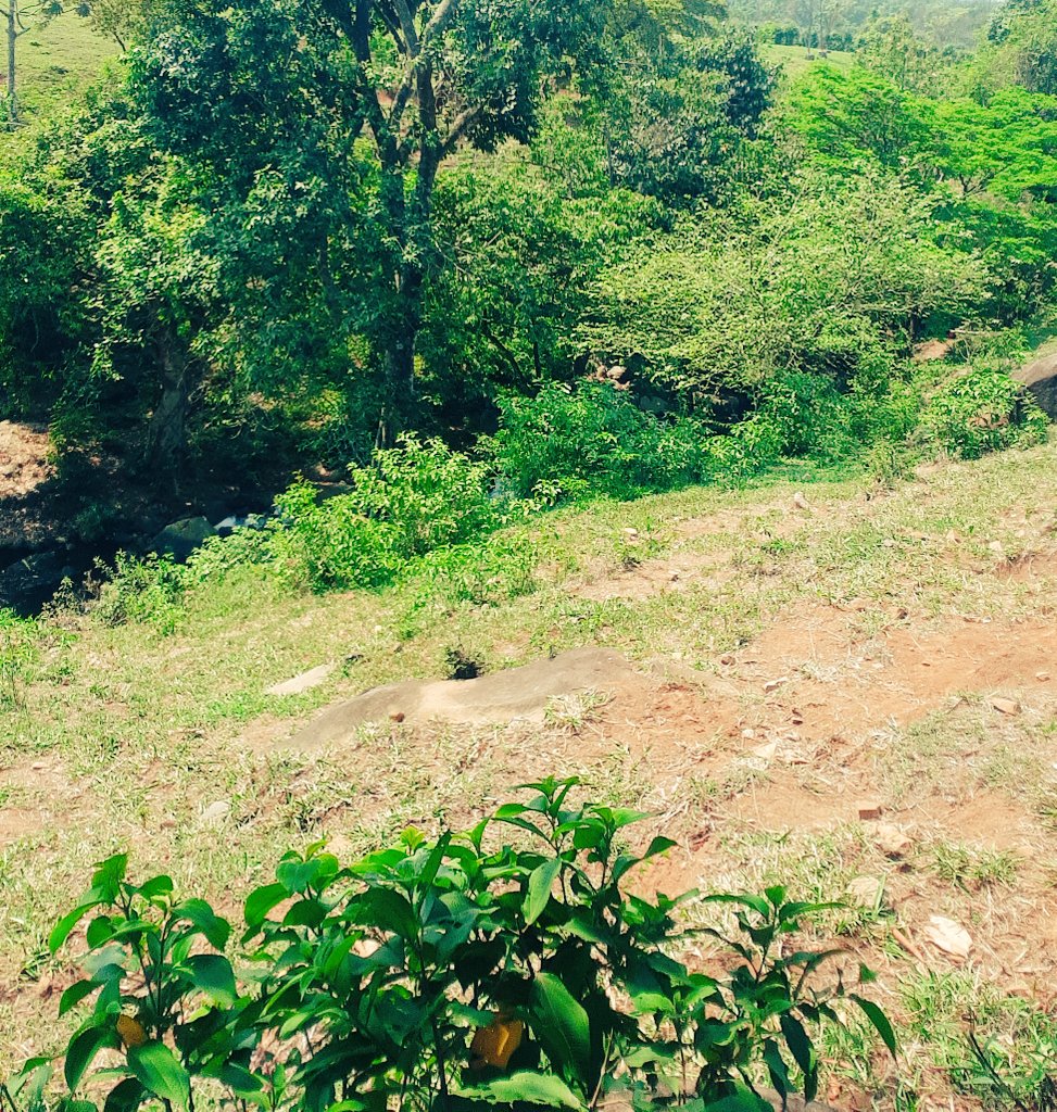 SanCodeca's tweet image. Esta tierra Floreciente con agua clara en los ríos se Olvidan de ti #MadreTierra Sólo piensa en vivir bien con la producción de la Tierra.
@EldaMor54907328 @AzucenaVillagr4 
@Edvinsaenzgt 
@UrbanaCodeca 
@CodecaReu