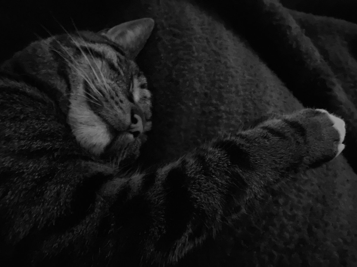 UitLivia's tweet photo. @thekittenwinksy Sleep well, Winksy! Love Mono. https://t.co/H1X2t1sXum