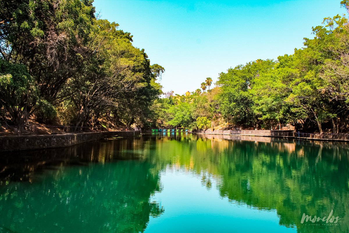 Cultura_Morelos's tweet photo. El #ParqueChapultepec es un hermoso rincón de #Cuernavaca que conserva aún su agua fresca y cristalina, inmensos árboles cargados de nidos, legendarios amates amarillos, en un exuberante y fresco entorno colmado de peces, aves y aire puro.
#MorelosLaEternaPrimavera #VisitMorelos https://t.co/MJDvoiFEgT