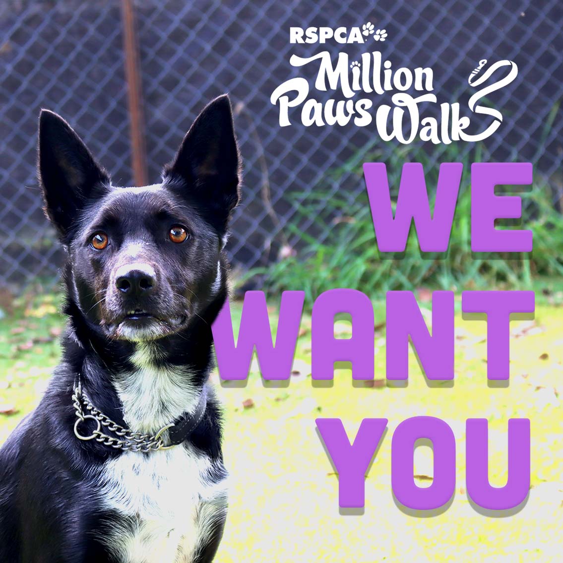 rspcaact's tweet photo. Are you a paw-some musician? Does your music bring all the dogs to the yard?
We are looking for local musicians to perform at our Million Paws Walk event on the 29th of May. Please email us a sample of your sound. events@rspca-act.org.au #mpw #Musicians #cbr #rspca #rspcaact https://t.co/VVHvj3iftP