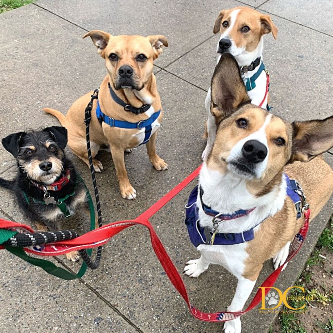 DC Dog Sitter tweet media