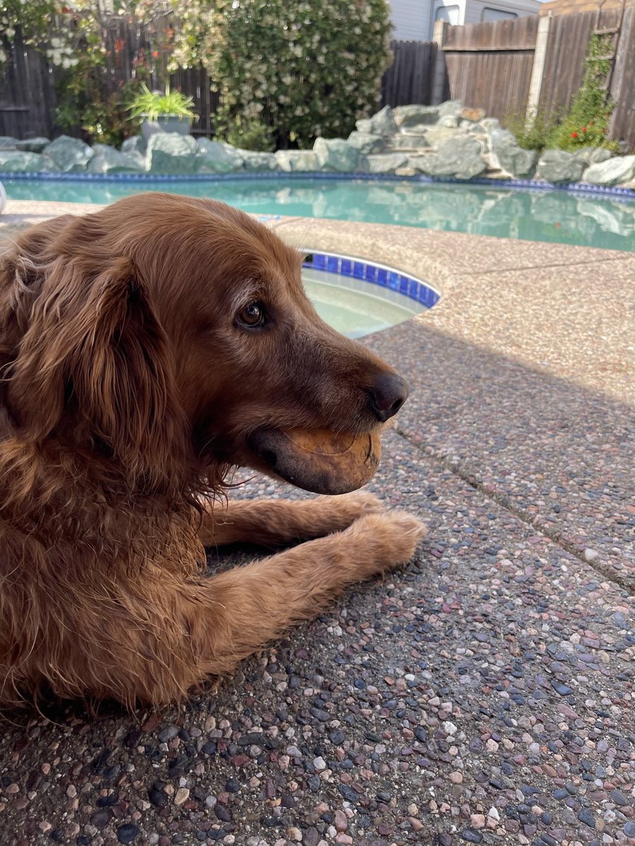 Exhausted from pool time with kids. #goldenretriever #pool #californiadogs