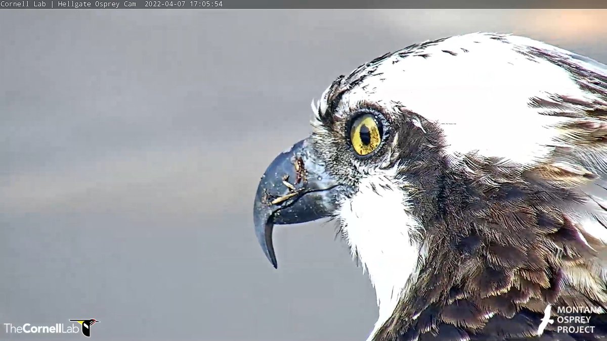 HellgateOsprey's tweet photo. 17:05, 4/7   So good to see Iris home at last.   Does she know we've all been waiting and watching!!!!!    #HellgateOsprey https://t.co/Cy1acgBTpE