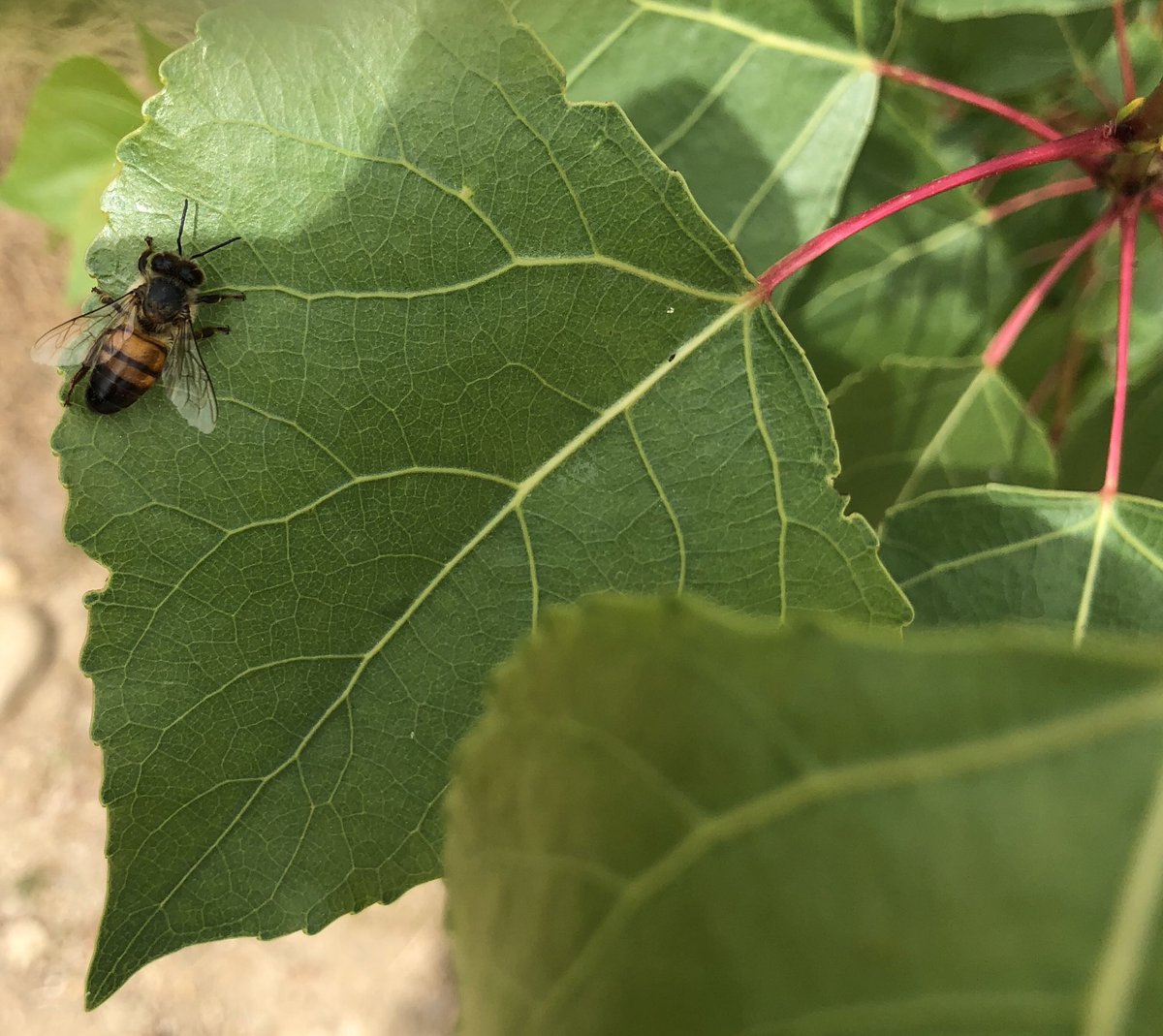 bloch_lana's tweet photo. Day18: LEAF #SaveSoil #ConsciousPlanet 
#savethebees                         @SadhguruJV  @cpsavesoil https://t.co/XtQFbAQOD4