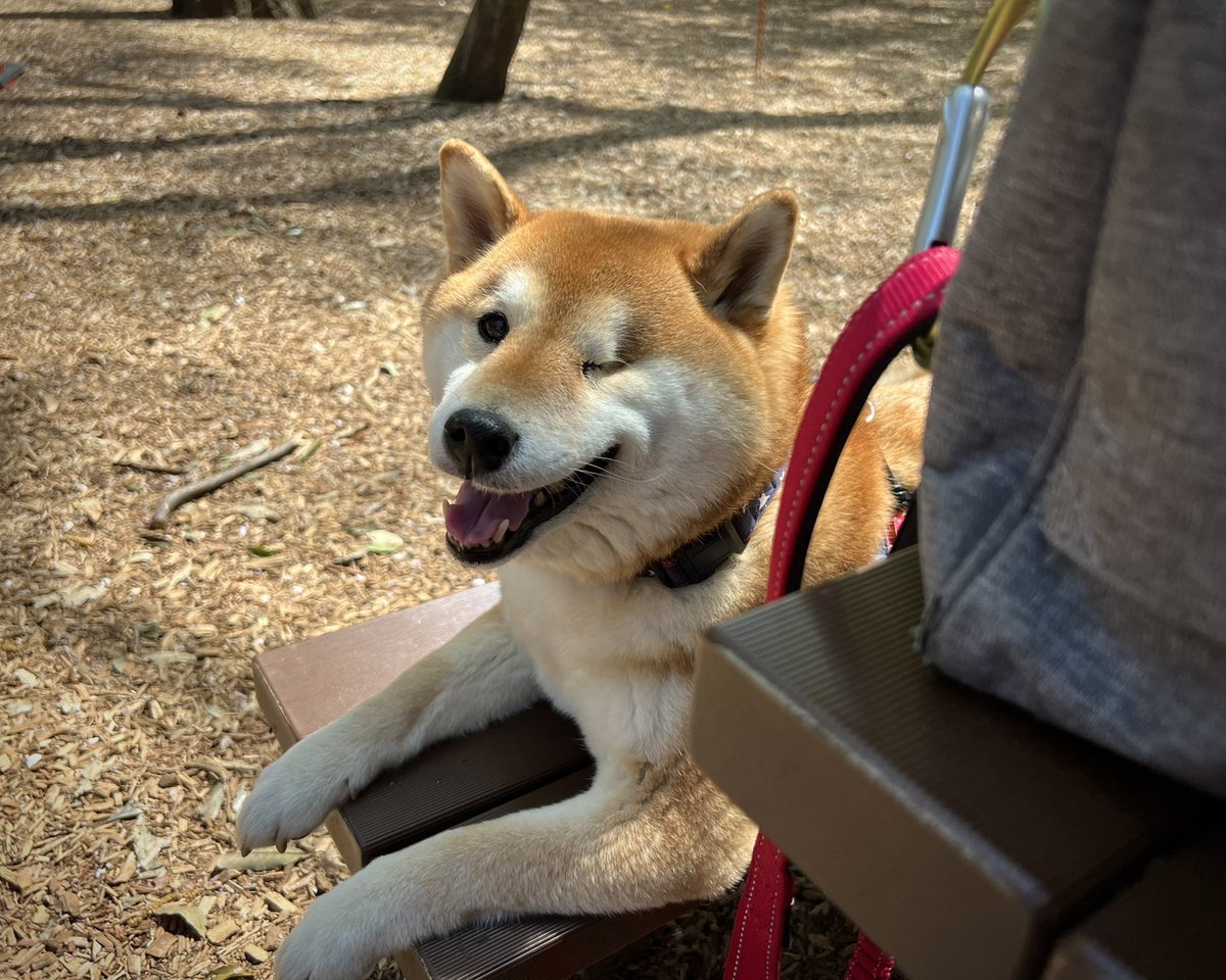 柴の日はポカポカ陽気になりました☀️
#柴の日 
#4月8日 
#柴犬の日