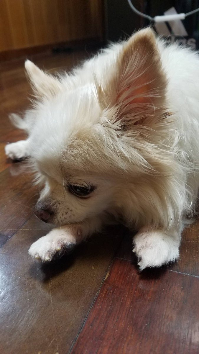 Arkk_126's tweet photo. 毎日ママから写真送られてくるだけどブレブレでも怒ってるの伝わってくるし寝顔が半目でも可愛すぎるムリ。 https://t.co/gJBEgIbeDs