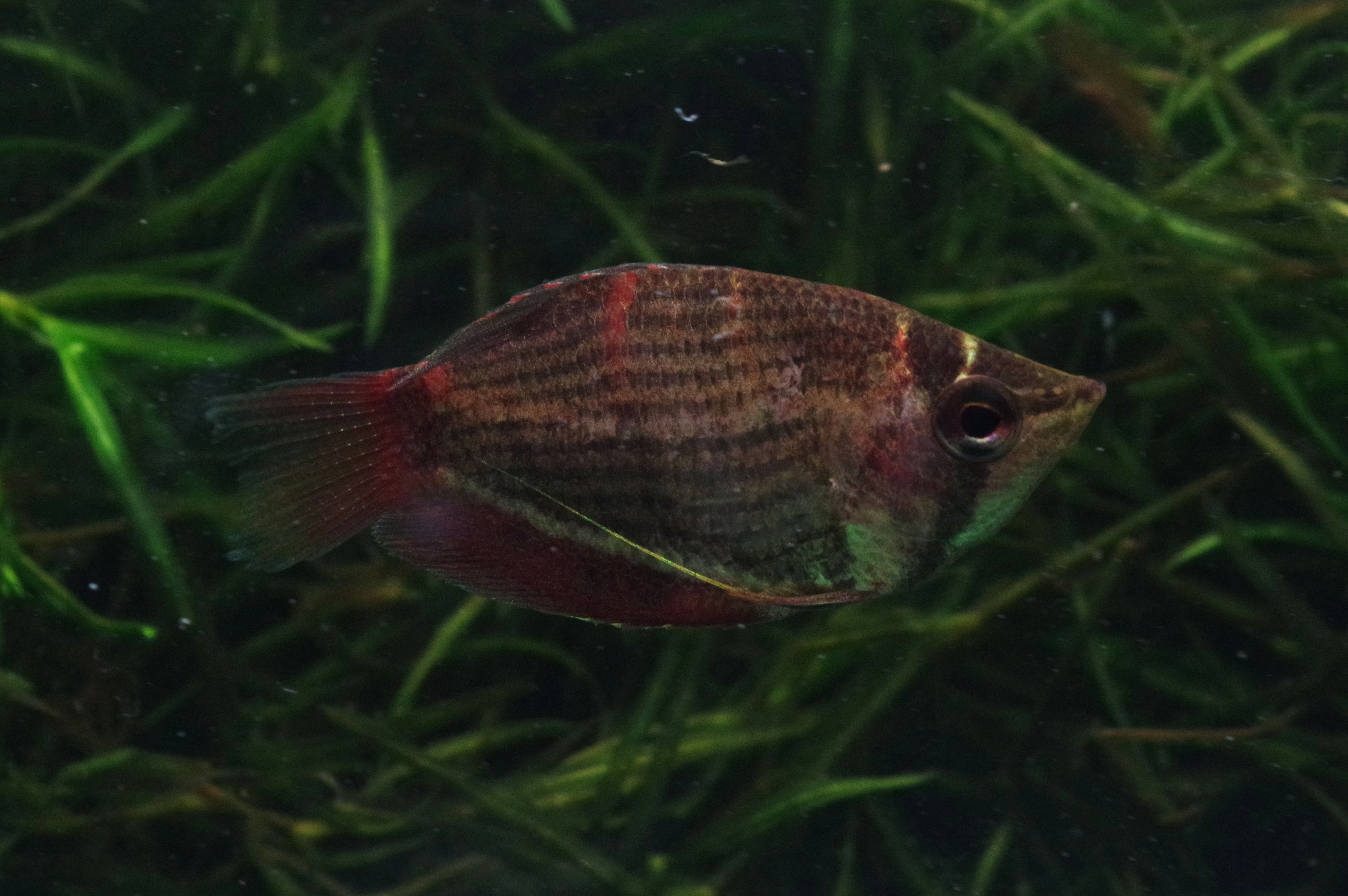 けんご 闘魚庵 Sphaerichthys Selatanensis スファエリクティス セラタネンシス チェリー チョコレートグラミーとも呼ばれる種です 赤みの強い体色と体側に縦に入るバンドが特徴ですね 普通のチョコグラと並べたり混泳させると違いが際立って面白いです