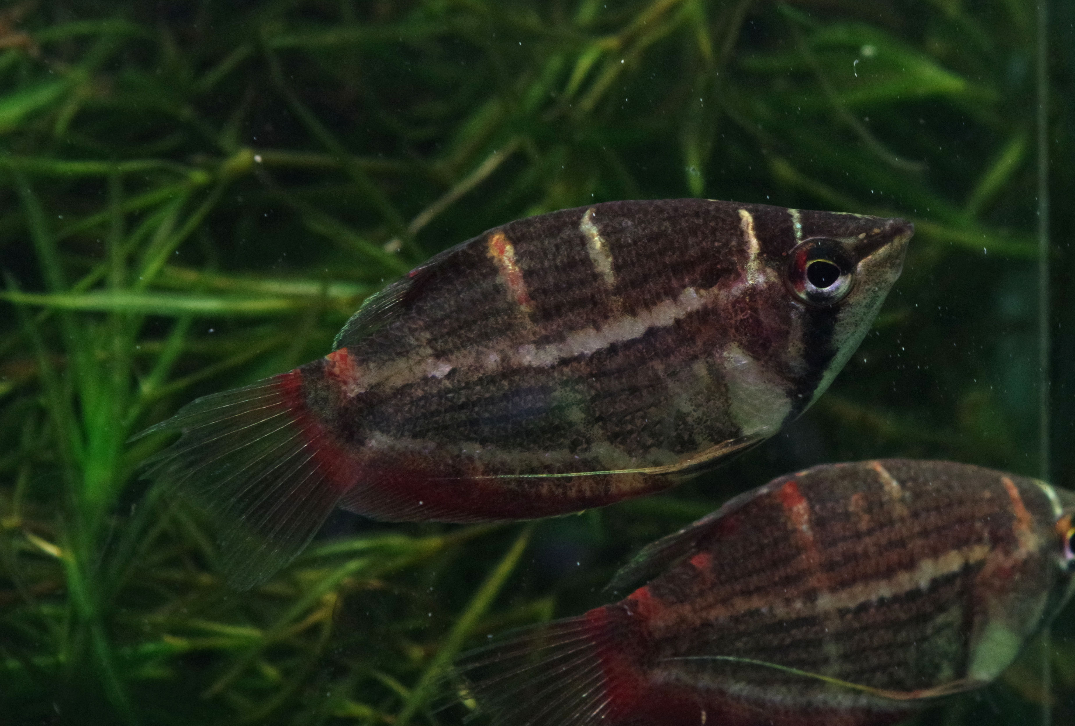 けんご 闘魚庵 Sphaerichthys Selatanensis スファエリクティス セラタネンシス チェリー チョコレートグラミーとも呼ばれる種です 赤みの強い体色と体側に縦に入るバンドが特徴ですね 普通のチョコグラと並べたり混泳させると違いが際立って面白いです