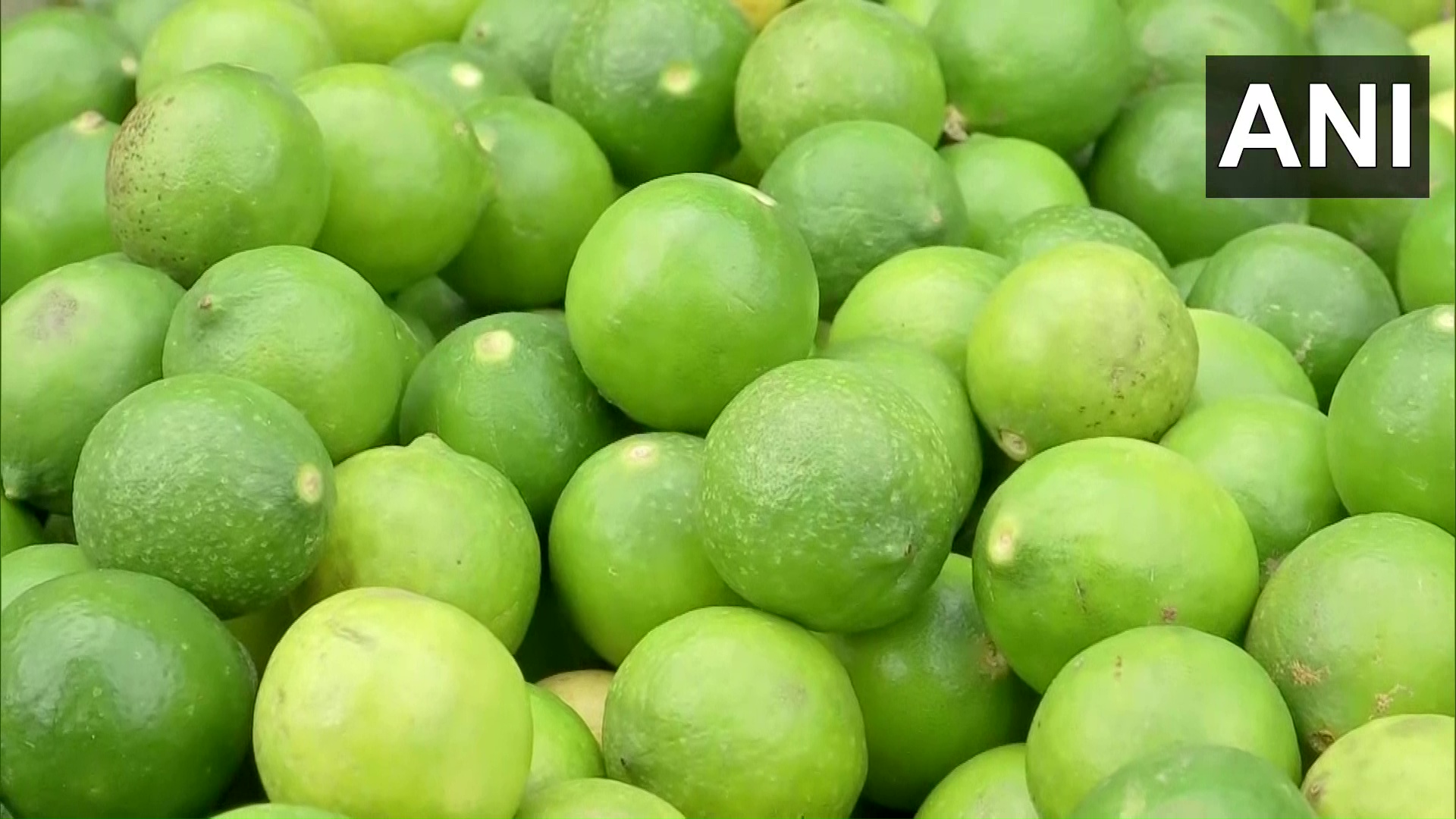 ANI on Twitter "Nagpur Lemon prices have shot up due to supply shortage. We get lemons mostly