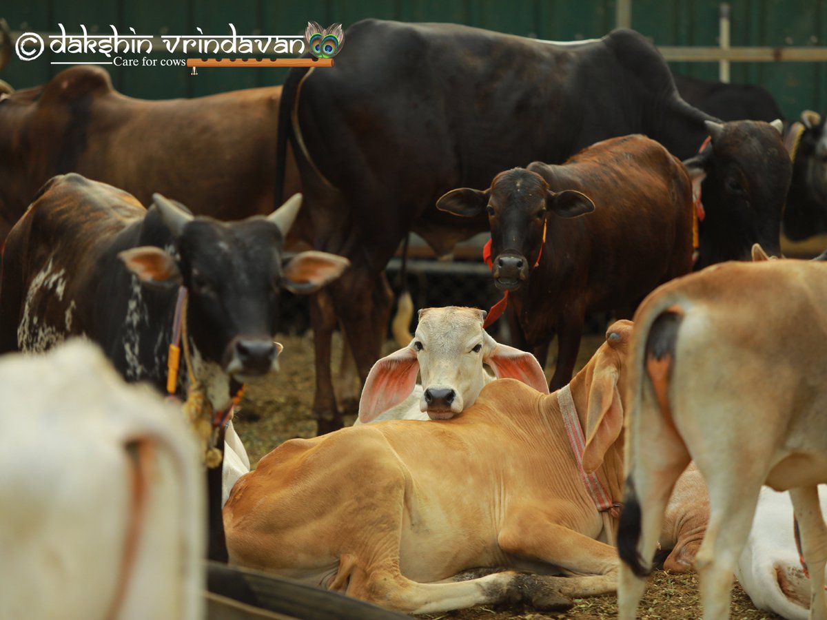 daksinvrindavan's tweet photo. Every animal &amp; living being on earth is a children of Bhu Devi like us humans, They all have a right to live on his earth - not for us but 'alongside us'. They are not a slave of humans to be abused &amp; tortured. Only when we understand this will we be worthy to be called human https://t.co/kGww3LAdL6