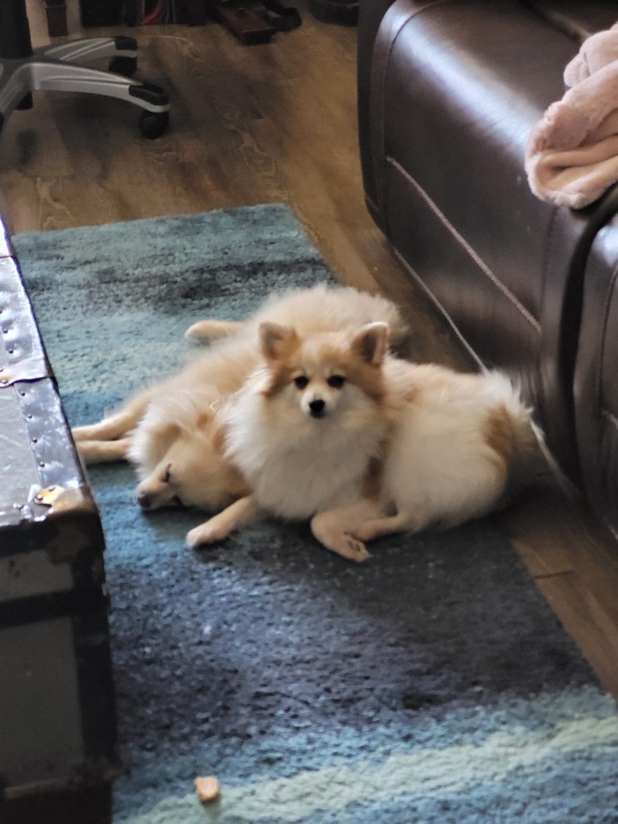 Mini fur pileup.#BennyDaraandCash #pomeranians #dogsoftwitter
