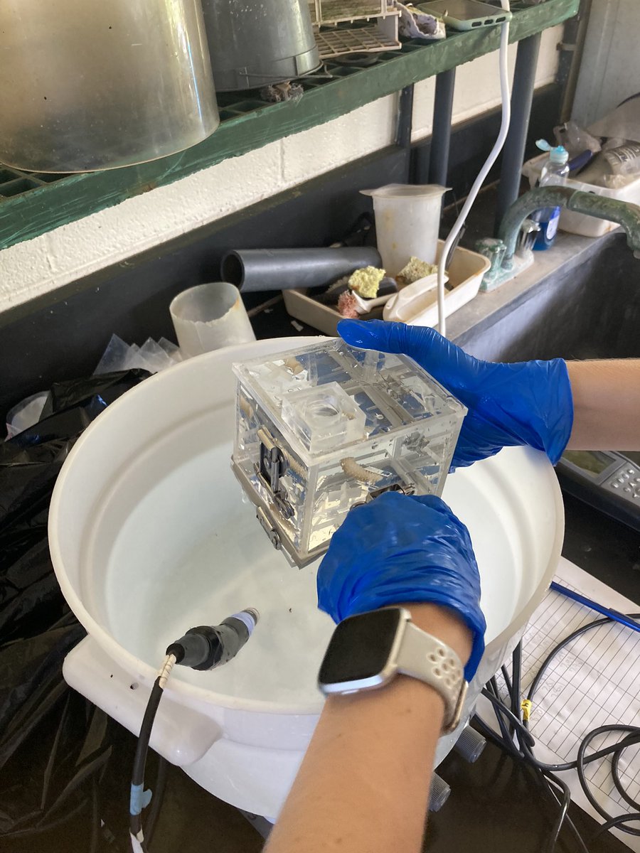 sonnytmlee's tweet photo. Who said you can’t do #coral research in @kstatebio? Look at Molly #LeeLab working hard to understand how nutrient affects coral @Hologenomes, working with Marine Lab in @UOGTriton. Thank you @Sarah_TheSea for all your help and support! https://t.co/1s8r1b7B9x