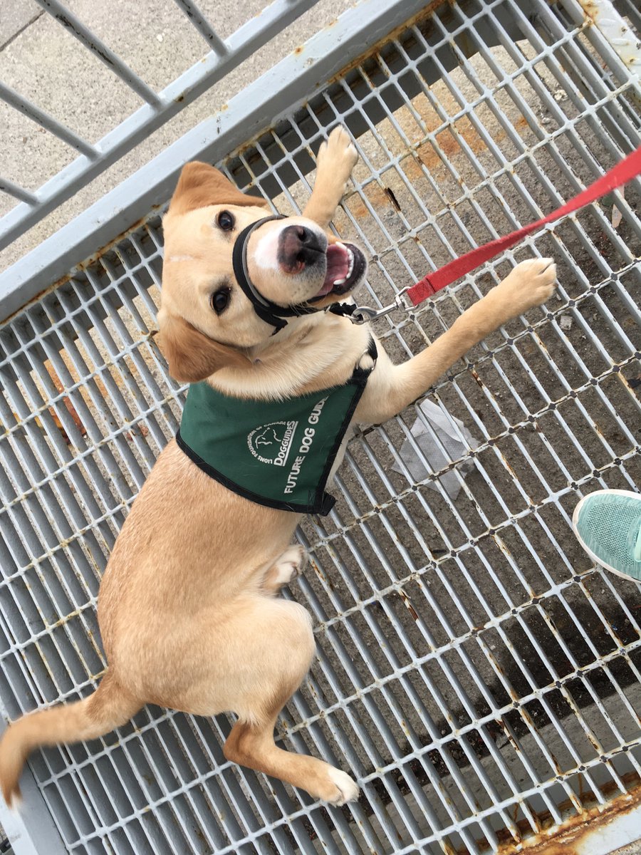 HobbesDogs's tweet photo. #FutureDogGuide Wrigley had a great outing today - quick stops at the library and dollar store (almost) without jumping on anyone. She was very proud of herself for conquering these little steps. And she remains so cute it shouldn’t be allowed. https://t.co/GNr1FD7jGK