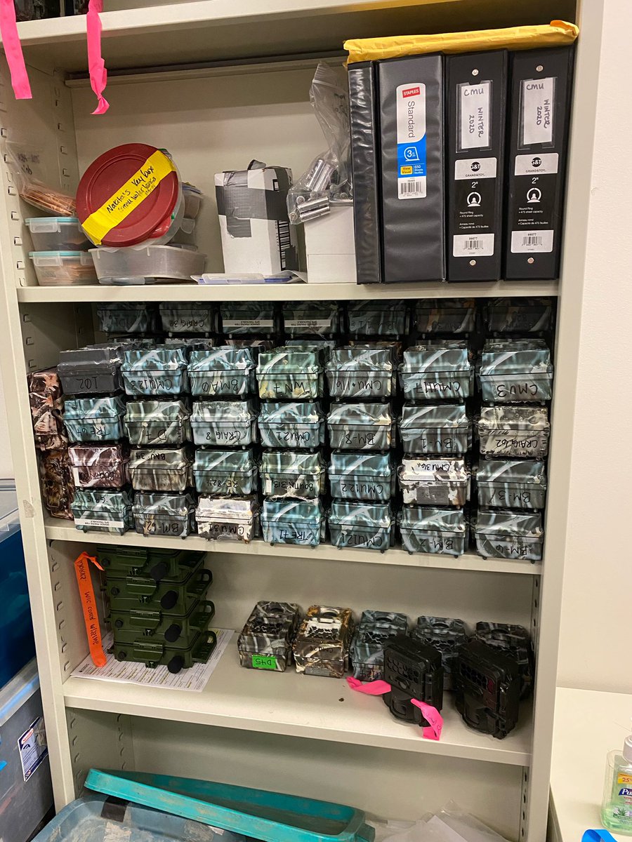 Organized chaos resulting from servicing 350 cameras. @NatashaCrosland is more organized than I, for sure! And now we tag images! Next up, the really fun part: plotting and analyzing data! @mabecker89 keep your eyes peeled for data coming your way! #cameratraps