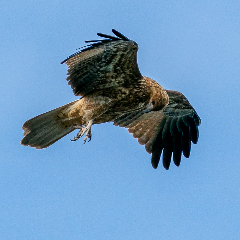 HACPIX's tweet photo. Whistling Kite (Ad) at #IslandPoint reserve WA. This one chased an Osprey off its patch @BirdlifeOz @BirdLife_News @WAbirding https://t.co/sKxe5AE7FN