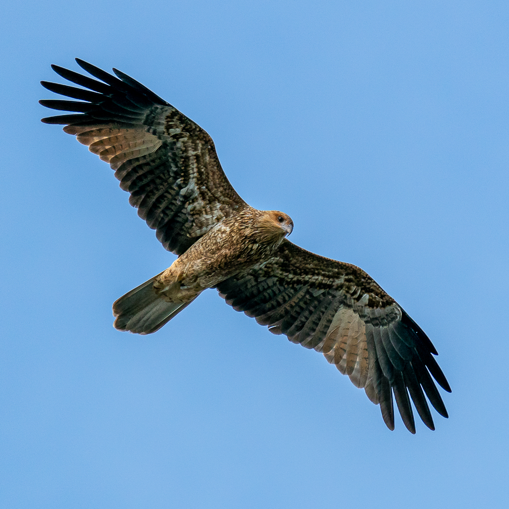HACPIX's tweet photo. Whistling Kite (Ad) at #IslandPoint reserve WA. This one chased an Osprey off its patch @BirdlifeOz @BirdLife_News @WAbirding https://t.co/sKxe5AE7FN