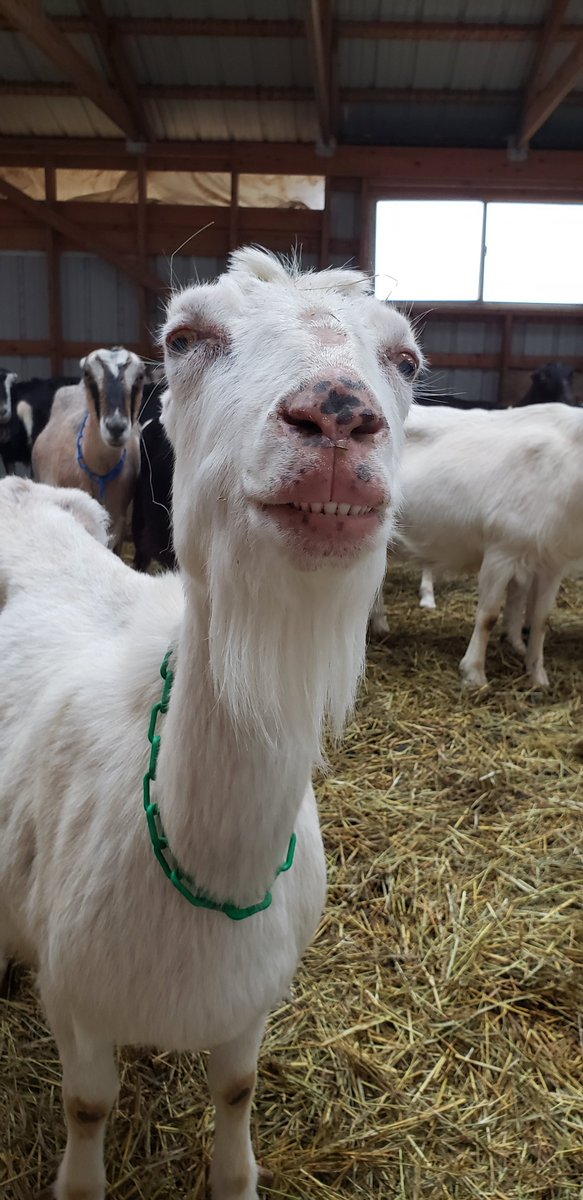 goats_of's tweet photo. Every goat has a unique personality.

Case in point: Allie https://t.co/KZORBTbcEE