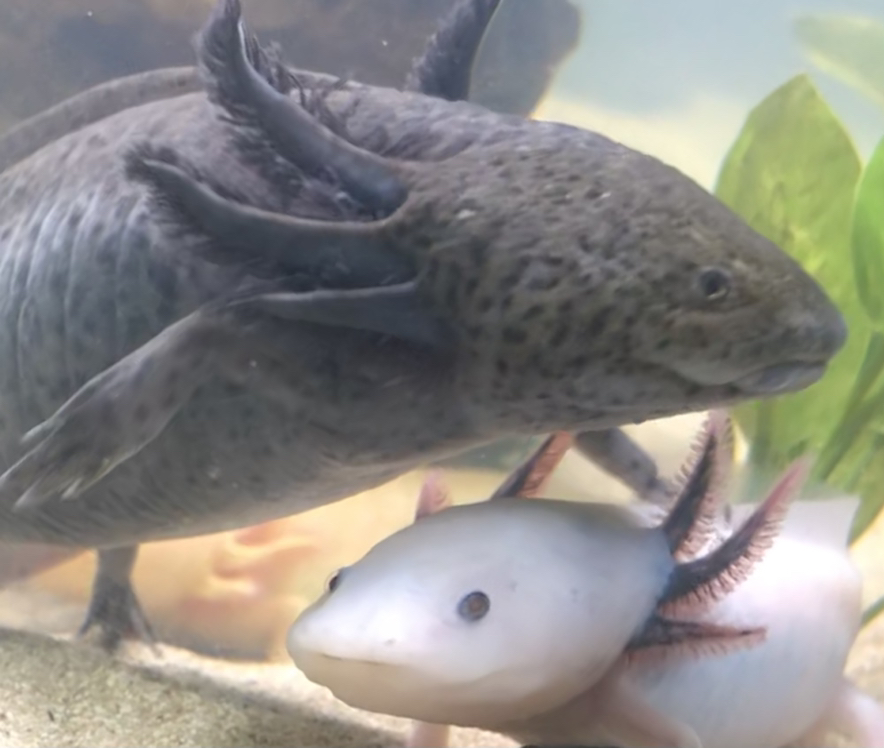 My three girls💕✨
#axolotl #axolotllove #pets #aquarium