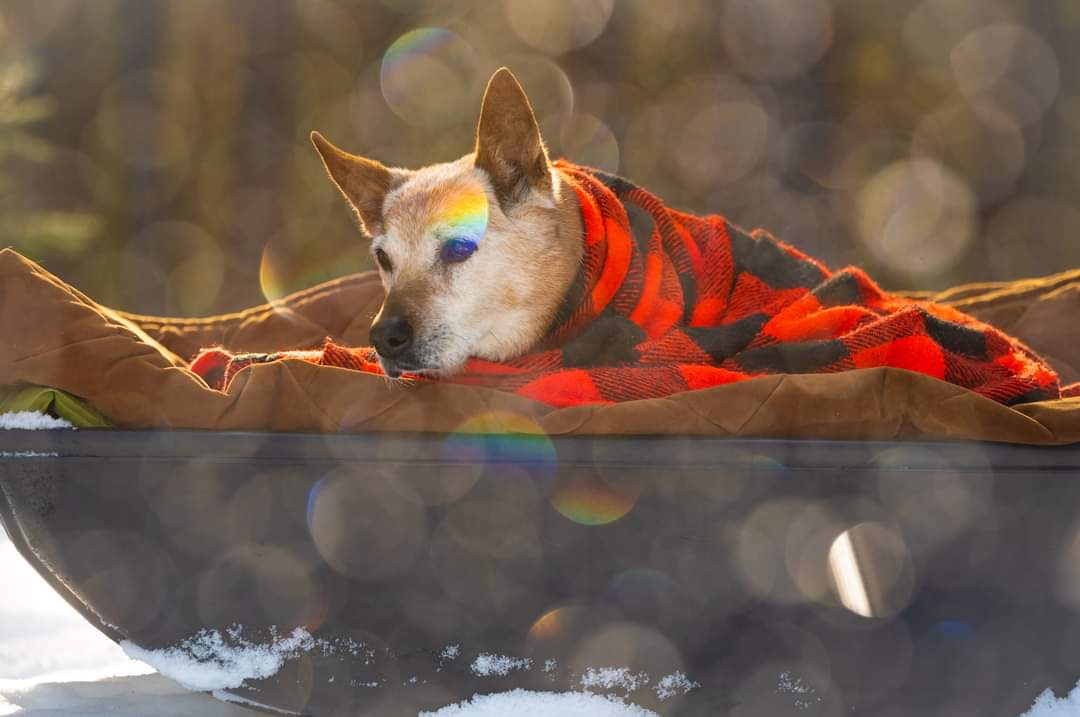 Today would have been Alli's 18th birthday but she passed in her Bounder's arms a few days ago. She was an amazing conservation K9 and will be missed. Rest easy Alli. Thank you for your service. We've got this now. <a href="/roguedetection/">Rogue Detection Teams</a> 💔