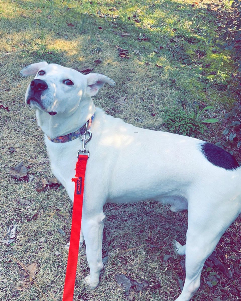 akdutton123's tweet photo. My angel boy, have fun over the rainbow bridge. Mom will love you furever. https://t.co/Q9YP1uCq86