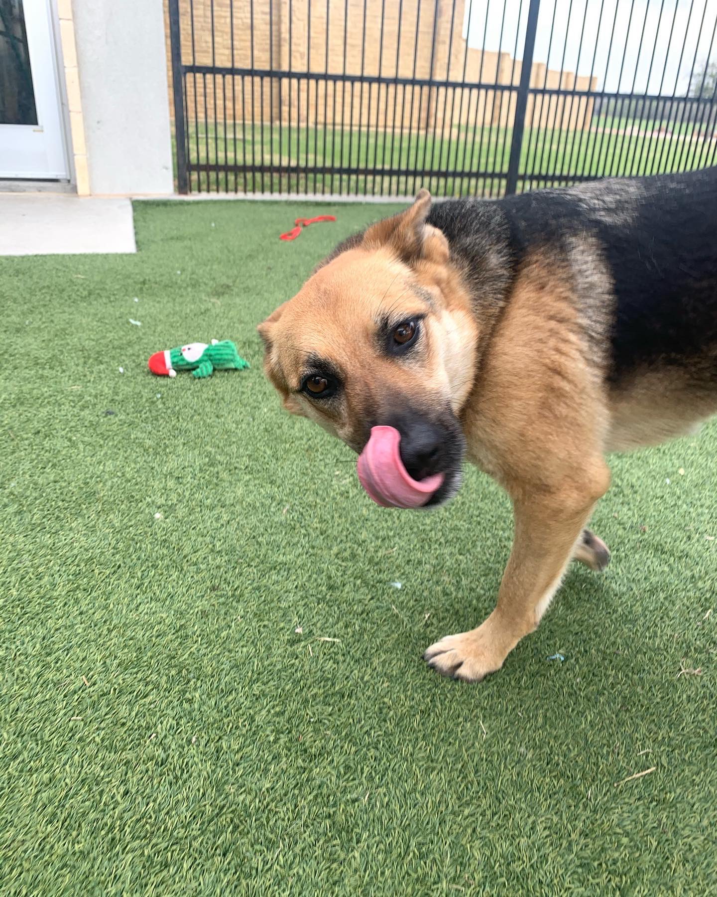 City of Denton Animal Shelter (DentonAnimal) / Twitter