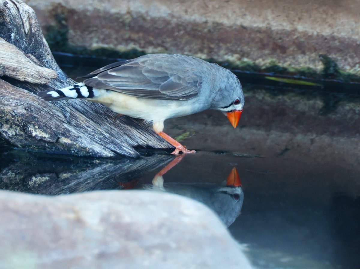 SandyHorne61's tweet photo. A zebra finch at the Arid Lands checking her makeup 🙂 https://t.co/XeUAEWVTfw