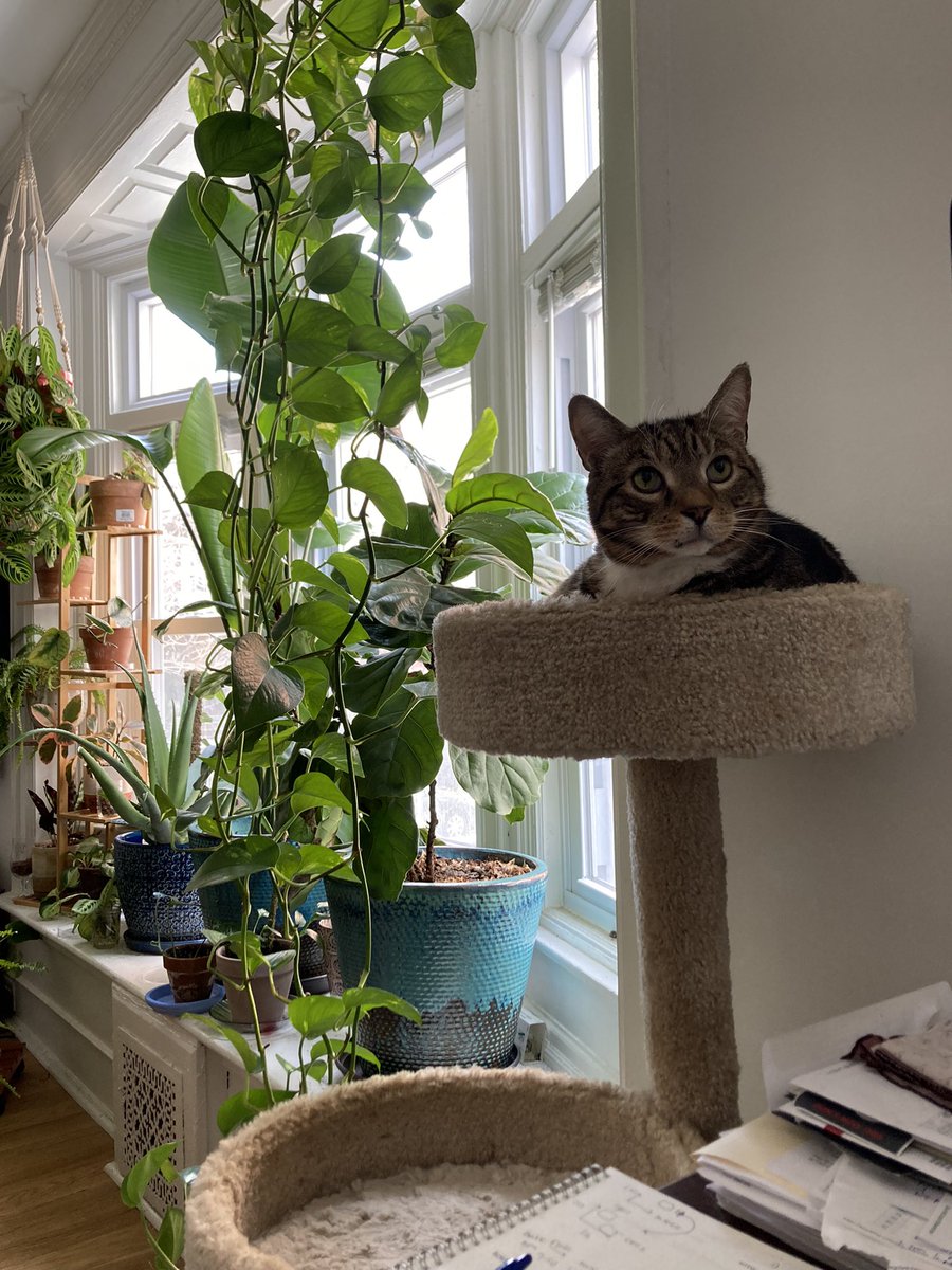 megclarks's tweet image. happy gotcha day, Nugget! I got this chunky little man 7 years ago, today! 🥰🥳