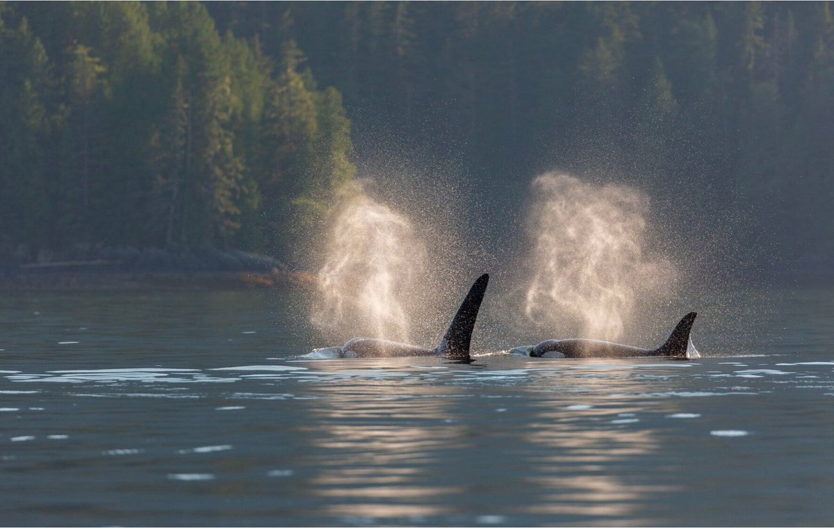 coastfunds's tweet photo. #JOBALERT ➡️ Here's a 🧵 of current job opportunities throughout the #GreatBearRainforest and #HaidaGwaii.

(New jobs will be added to this thread as they come up.) 

#IndigenousJobs #FNJobs #BCJobs https://t.co/Y9uTQecLC9