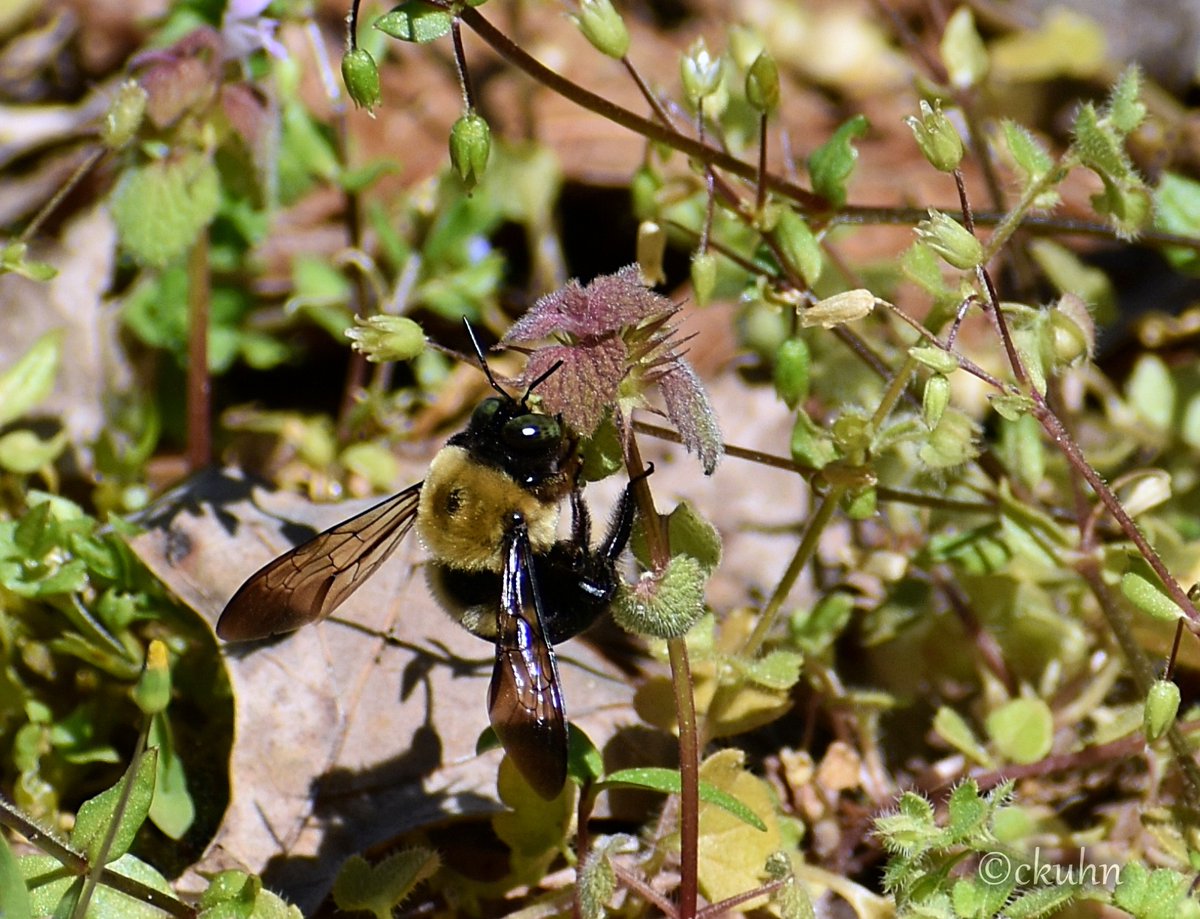 catjkuhn's tweet photo. It's been an extremely busy day, but I had to post this carpenter 🐝 for #InsectThursday. #pollinators #bees #savethebees #nature #NaturePhotography https://t.co/tVk4WDqrgy