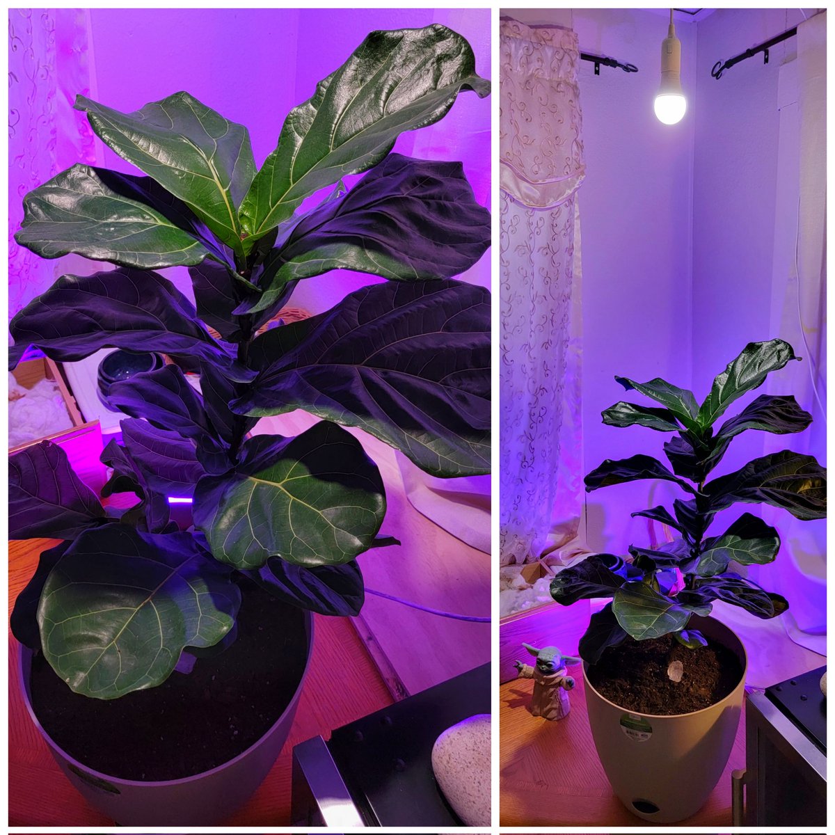 wikedkhaleesi's tweet photo. I did a diy lighting backdrop and added a grow light for Dandelion the Fiddle Fig 🥰 I'm an Amazon Affiliate ask me for links 😍#fiddlefig #fiddlefigtree #diy #lighting #indoorplants https://t.co/H0J7fc8rHr
