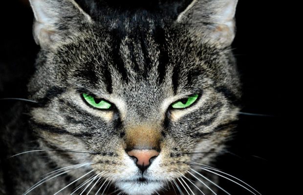 gothmog's tweet photo. @bridgetwi @Hoffm https://t.co/fFDYnZc22j