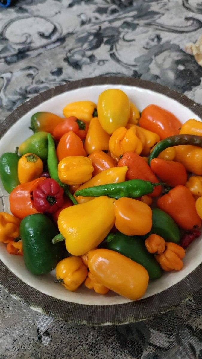 الافطار والسحور والرجيم و تنظيم الوجبات 
كلام جميل وحلو وتمام 
ابعدوا بقي عن الشطة قدر الامكان لان الاتجاه العالمي رايح ناحية الاكل الاسيوي ودى كارثه ع المعدة بكل المقابيس 
بلاش الشطة الصغيرة الحارة
نار موقدة 
هتبقي تنين