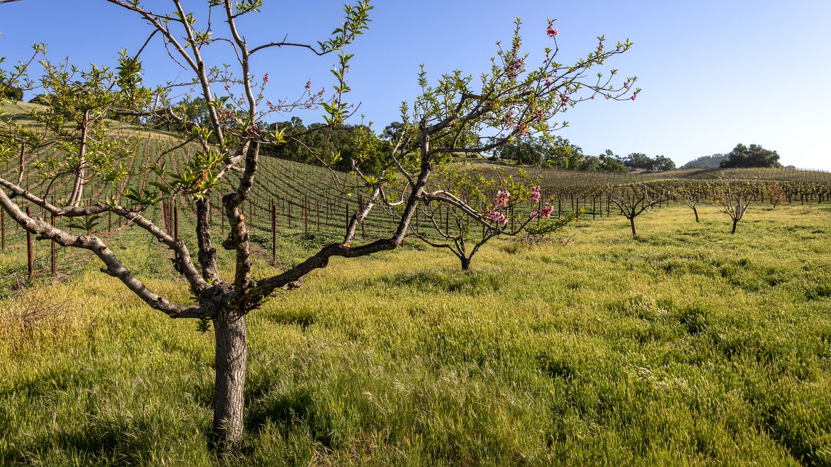 Not only are our vines in bloom, but our orchard of fruit trees will be ready for our restaurant soon enough! Check out Haley's blog to see what's in store for Le Jardin du Chef by clicking here: halterranch.com/news/halter-ra… 🌿