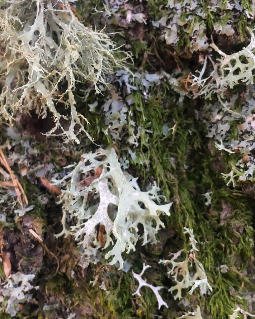 LocorumAnd's tweet photo. Lichens are a small-scale example of how ecosystems work. They are mutually beneficial arrangements of smaller organisms - algae living in the fibres of fungi - that bear the traits of their component parts and can live thanks to their botanical cooperation. #naturalgarden https://t.co/5IGOn6Y61x