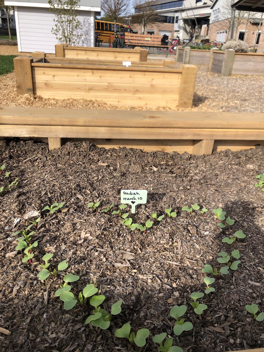 msphillpotts's tweet photo. I ❤️ radishes @RAMcMath #SD38LES #schoolgarden #outdoorclassroom https://t.co/aDjJl0BeJX